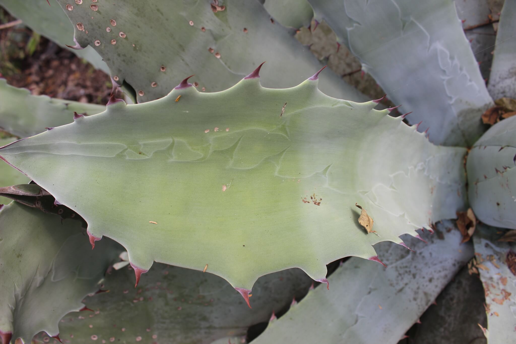 Plantid