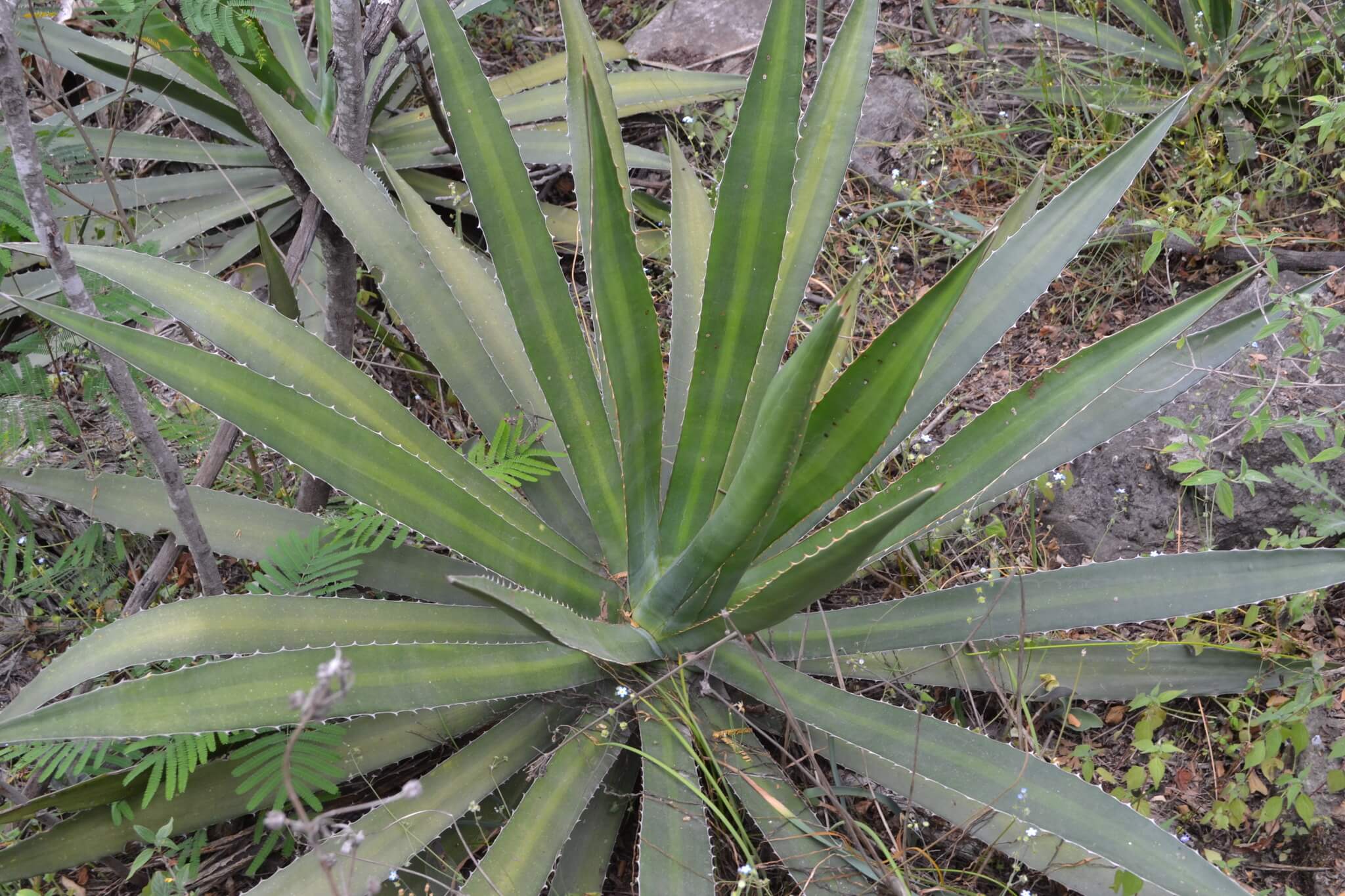 Plantid