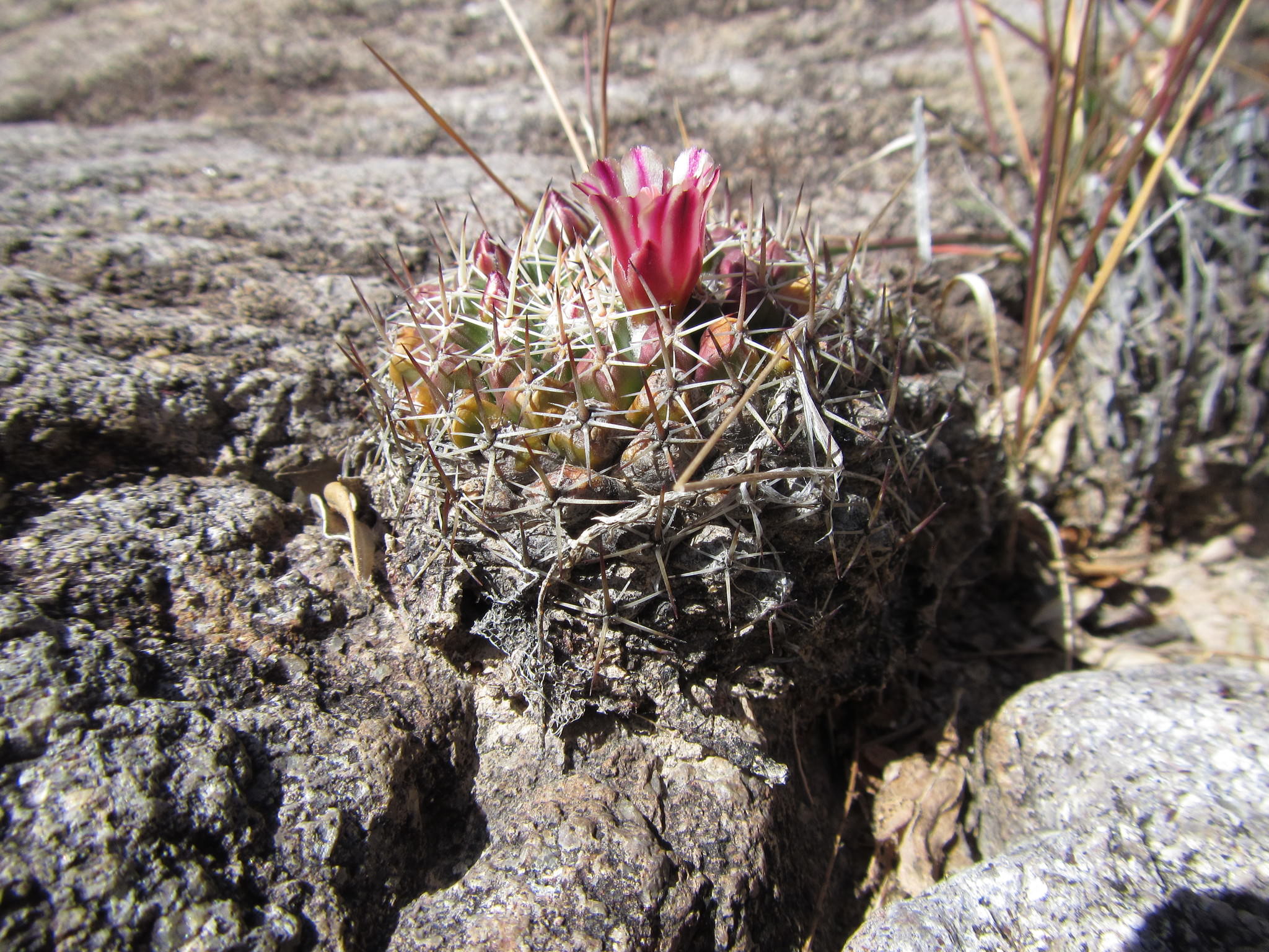Plantid