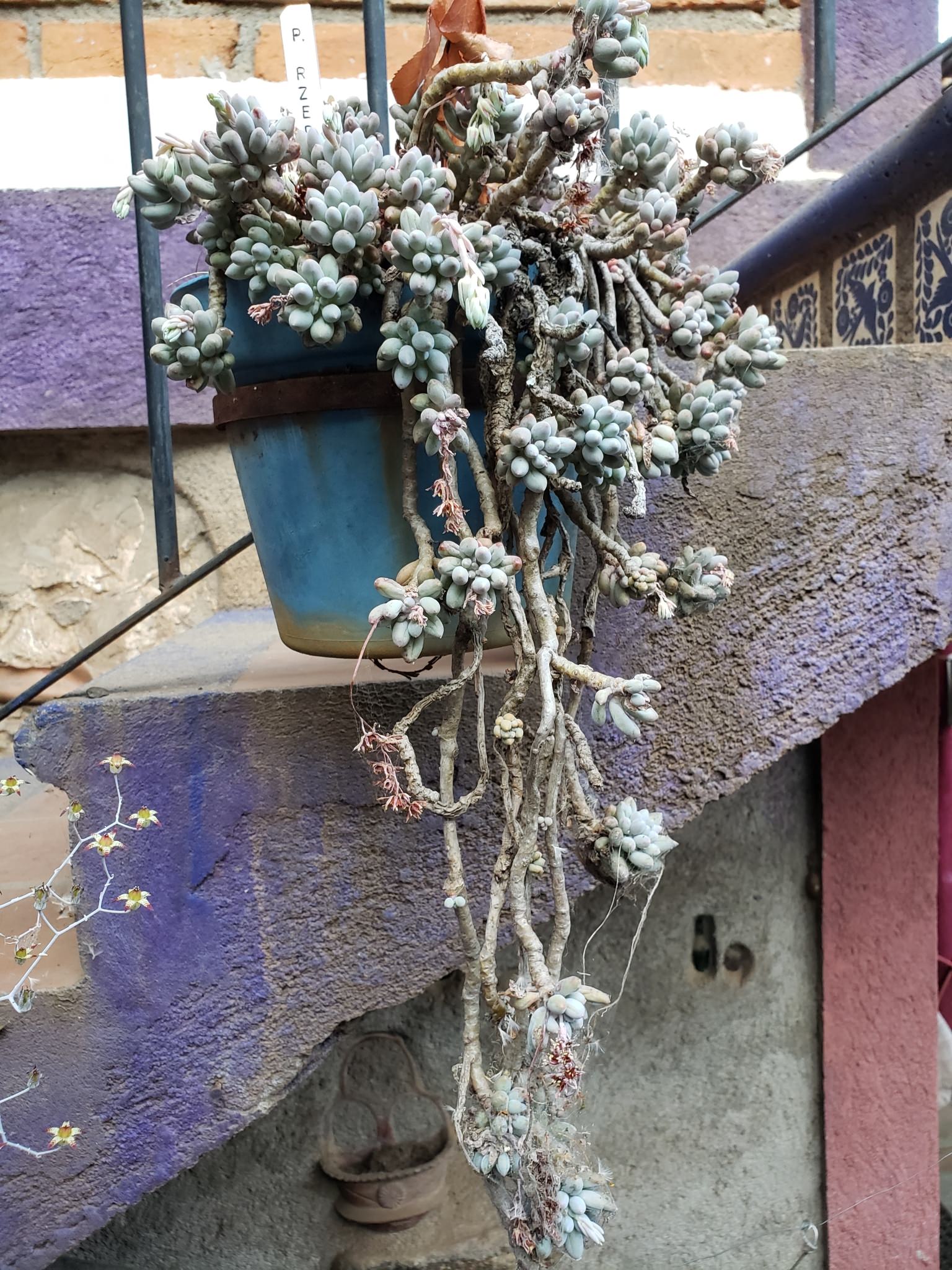 Plantid
