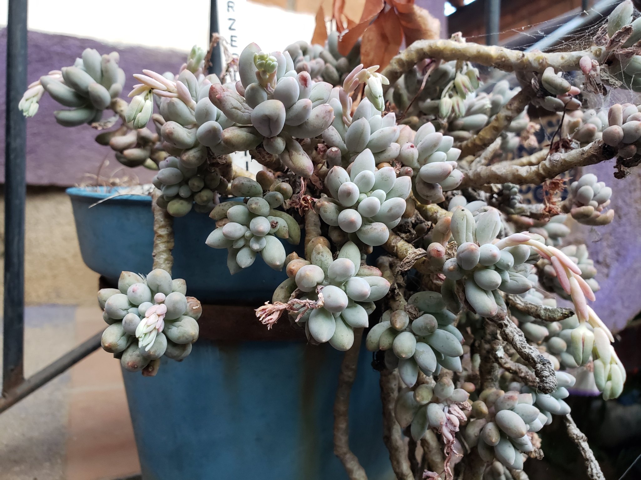 Plantid