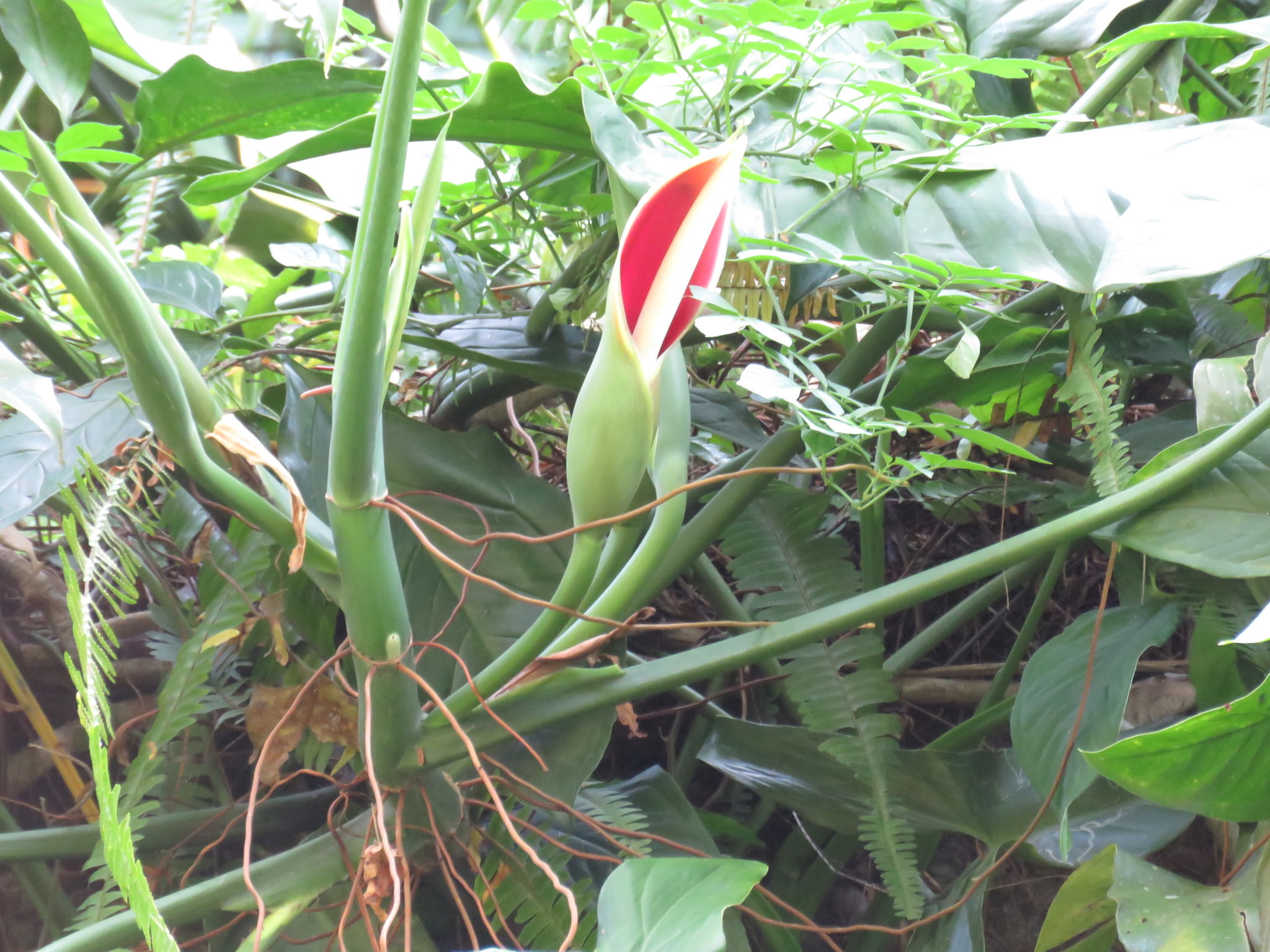 Plantid