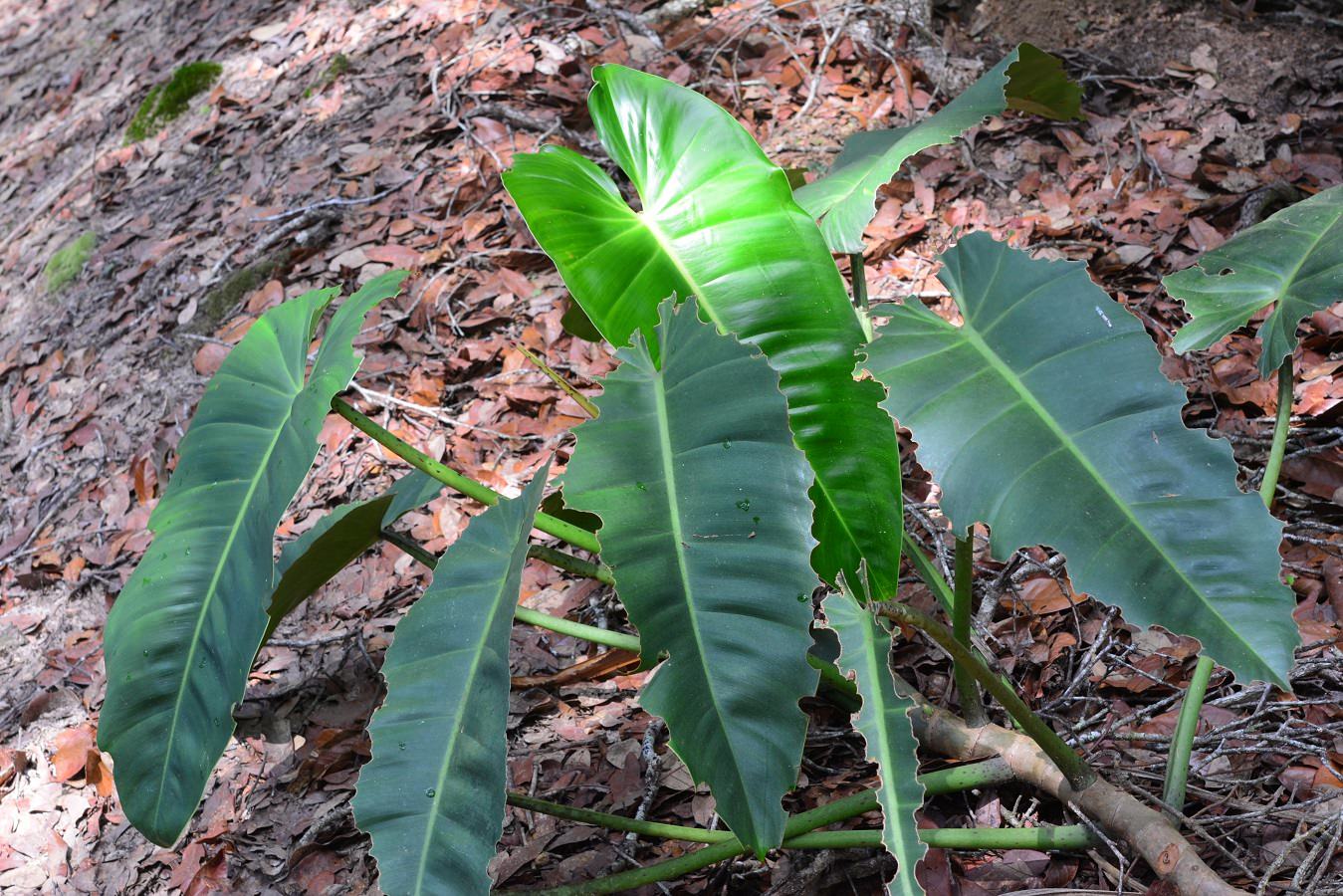 yucca elephantipes plant Yucca gigantea – Foliage Factory