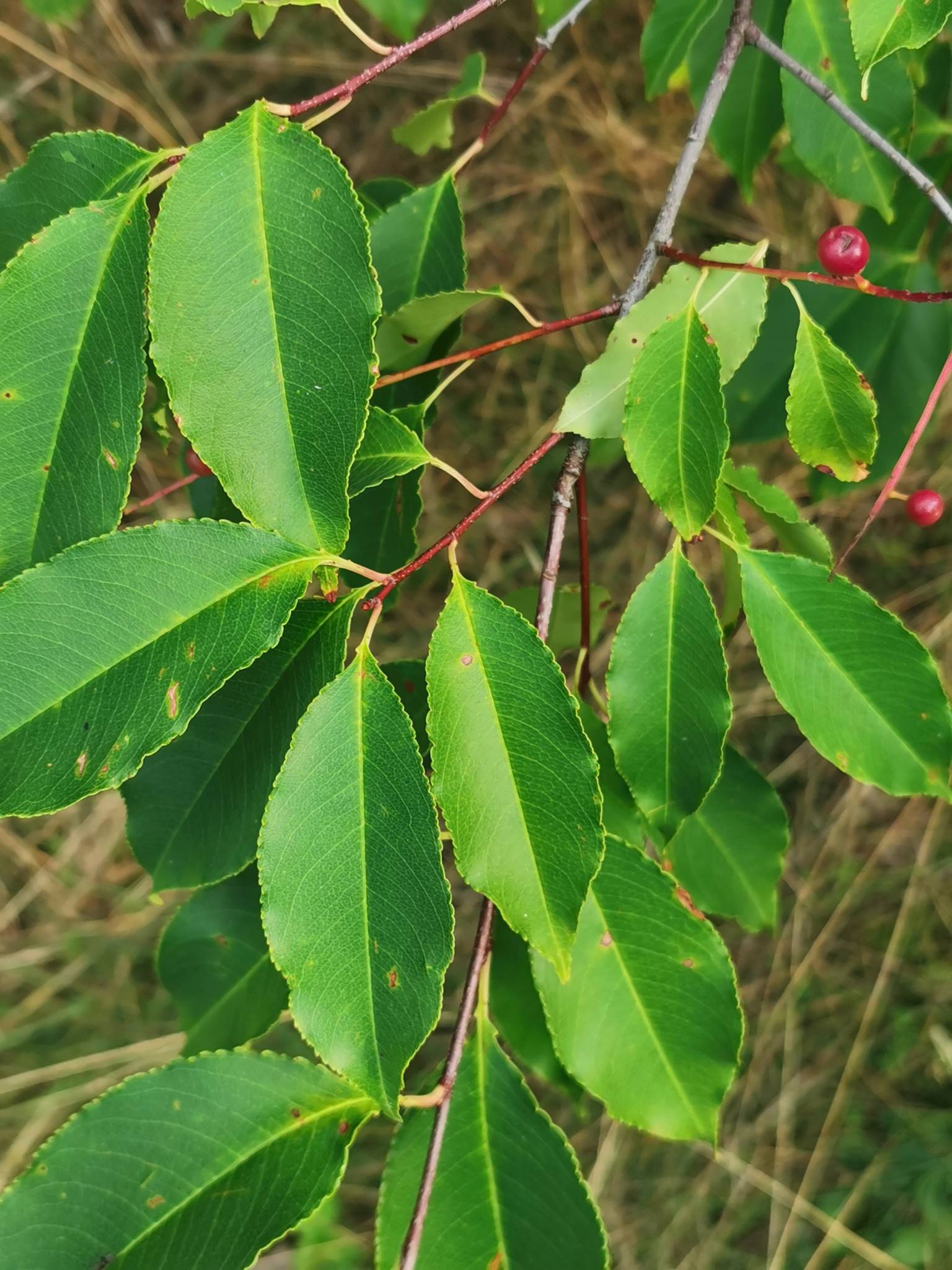 Plantid